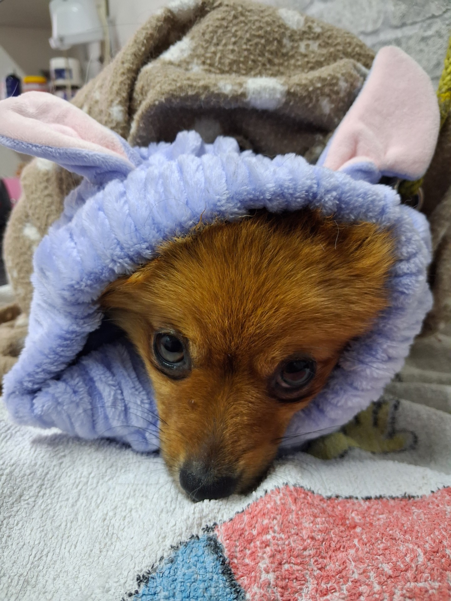 Pomeranian - ošetrujúci zábal