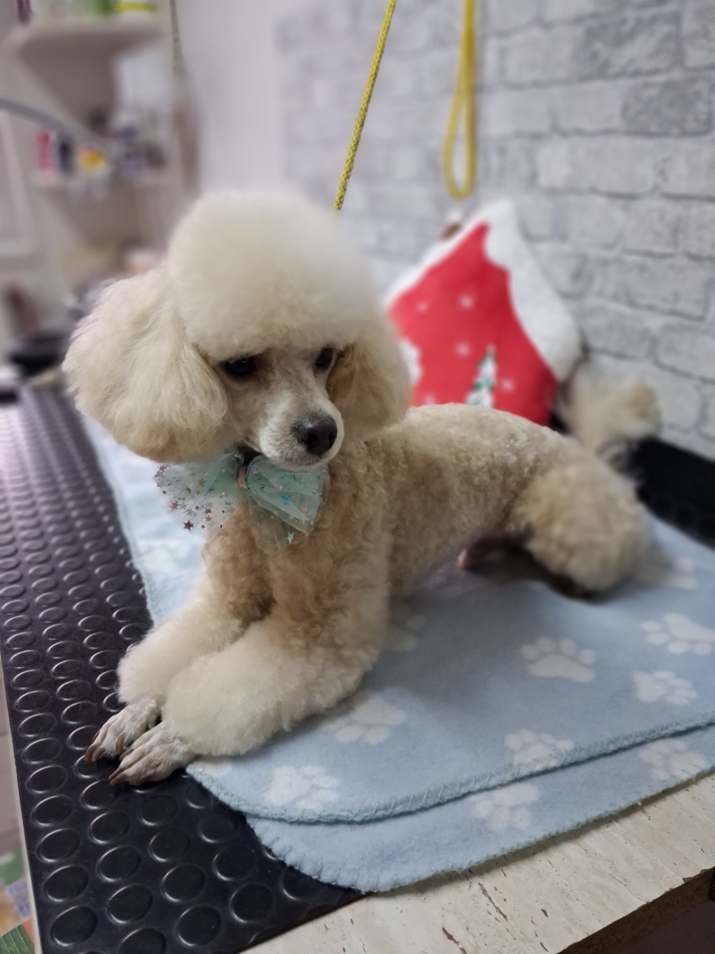 Pudlík - kompletná úprava